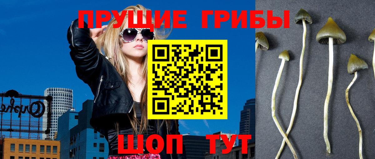 Галлюциногенные грибы Psilocybe Похвистнево